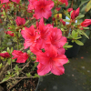Florida - Japanese azalea - Florida - Rhododendron