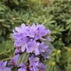 Gristede - Rhododendron impeditum  ; Rhododendron Dwarf Hybrids - Gristede - Rhododendron impeditum