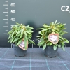 Caroline Allbrook - Rhododendron Yakushimanum - Caroline Allbrook - Rhododendron yakushimanum