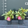 Germania - Rhododendron Hybride - Germania - Rhododendron hybridum