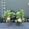 Goldkrone - wardii hybr. - Rhododendron hybrid - Goldkrone - wardii hybr. - Rhododendron hybridum