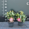 Haaga - Rhododendron hybrid - Haaga - Rhododendron hybridum