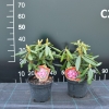 Haaga - Рододендрон гибридный - Haaga - Rhododendron hybridum