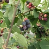 Amelanchier alnifolia Sleyt - Felsenbirne - Amelanchier alnifolia Sleyt