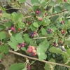 Amelanchier alnifolia Sleyt - Serviceberry ; Saskatoon - Amelanchier alnifolia Sleyt