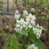 Amelanchier alnifolia Smoky - Felsenbirne - Amelanchier alnifolia Smoky