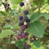 Amelanchier alnifolia Thiessen - Serviceberry; Saskatoon - Amelanchier alnifolia Thiessen