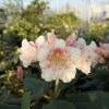 Double Dots - Рододендро - Double Dots - Rhododendron