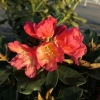 Malaga- Рододендрон Якушиманский - Malaga- Rhododendron yakushimanum