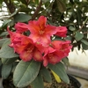 Maskarill- dichroanthum   - Рододендрон гибридный - Maskarill- dichroanthum   - Rhododendron hybridum