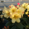 Moon Fire - Рододендрон гибридный - Moon Fire - Rhododendron hybridum