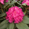 Pearce's American Beauty - Rhododendron hybrid - Pearce's American Beauty - Rhododendron hybridum