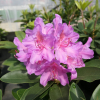 Pink Purple Dream PBR - Rhododendron hybrids - Pink Purple Dream PBR - Rhododendron hybridum