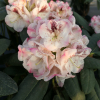 Prinses Maxima - Рододендрон гибридный - Prinses Maxima - Rhododendron hybridum