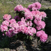 Rosa Perle - Рододендрон Якушиманский - Rosa Perle - Rhododendron makinoi