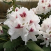 Schneeauge - Rhododendron Hybride - Schneeauge - Rhododendron hybridum