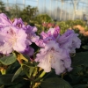 Susan  - Рододендрон гибридный - Susan  - Rhododendron hybridum
