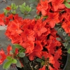 Fridoline - Azalee - Fridoline - Rhododendron