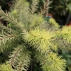 Larix kaempferi 'Magic Gold' - modrzew japoński - Larix kaempferi 'Magic Gold'