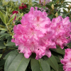 Bečov - różanecznik wielkokwiatowy - Rhododendron hybridum 'Bečov'