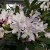 Bezděz - różanecznik wielkokwiatowy - Rhododendron hybridum 'Bezděz'