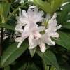 Bezděz - różanecznik wielkokwiatowy - Rhododendron hybridum 'Bezděz'