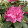 Sovinec - różanecznik wielkokwiatowy - Rhododendron hybridum 'Sovinec'