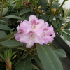 Bouzov - różanecznik wielkokwiatowy - Rhododendron hybridum 'Bouzov'