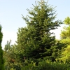 Abies cephalonica - Пихта греческая - Abies cephalonica