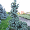 Abies concolor 'Compacta' - Пихта одноцветная - Abies concolor 'Compacta'