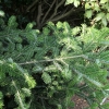 Abies delavayi 'Green Giant' - Delavays Tanne - Abies delavayi 'Green Giant'