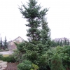 Abies homolepis - Nikko Fir - Abies homolepis