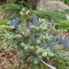 Abies koreana 'Blue Emperor' - Koreanische Zwergtanne - Abies koreana 'Blue Emperor'