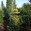 Abies koreana 'Luminetta' - Korean Fir - Abies koreana 'Luminetta'