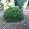 Abies koreana  'Oberon' - Пихта корейская - Abies koreana 'Oberon'