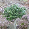 Abies koreana  'Oberon' - Пихта корейская - Abies koreana 'Oberon'