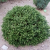 Abies koreana  'Oberon' - Пихта корейская - Abies koreana 'Oberon'