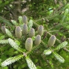 Abies koreana 'Silberlocke' - Koreanische Zwergtanne ; Korea-Tanne - Abies koreana 'Silberlocke'