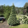 Abies lasiocarpa 'Compacta' - Alpine Fir - Abies lasiocarpa 'Compacta' ; Abies arizonica 'Compacta'