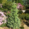 Abies lasiocarpa 'Compacta' - Пихта горная ; Пихтапихта субальпийская - Abies lasiocarpa 'Compacta' ; Abies arizonica 'Compacta'