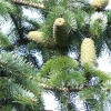 Abies nordmanniana 'Pendula' - Weeping nordmann fir - Abies nordmanniana 'Pendula'