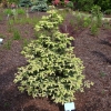 Abies pinsapo 'Aurea' - jodła hiszpańska - Abies pinsapo 'Aurea'