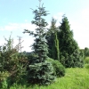 Abies procera 'Glauca' - Пихта высокая - Abies procera 'Glauca'