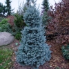 Abies lasiocarpa 'Compacta' - Alpine Fir - Abies lasiocarpa 'Compacta' ; Abies arizonica 'Compacta'