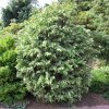 Chamaecyparis lawsoniana 'Argenteovariegata' - Кипари́совик Ло́усона - Chamaecyparis lawsoniana 'Argenteovariegata'