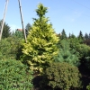 Chamaecyparis lawsoniana 'Golden Wonder' - Кипари́совик Ло́усона - Chamaecyparis lawsoniana 'Golden Wonder'