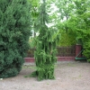 Chamaecyparis nootkatensis Pendula - cyprysik nutkajski - Chamaecyparis nootkatensis Pendula