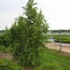 Larix kaempferi 'Diana' - Japanese Larch - Larix kaempferi 'Diana'