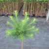 Larix kaempferi 'Grey Pearl' - Japanese Larch - Larix kaempferi 'Grey Pearl'