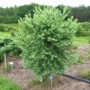 Larix kaempferi 'Grey Pearl' - modrzew japoński - Larix kaempferi 'Grey Pearl'